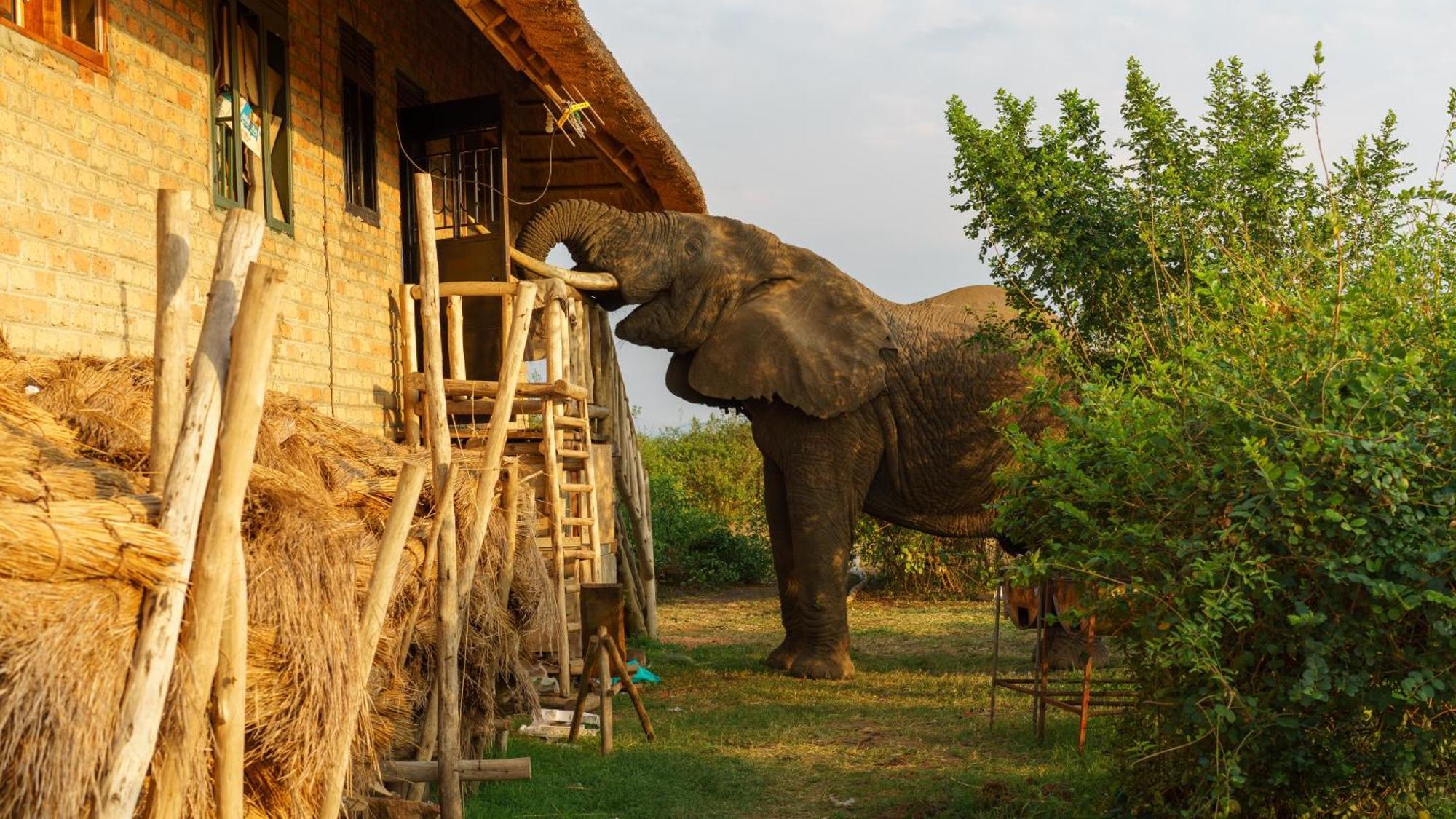 Tabingi Safari Cottages Katunguru 외부 사진